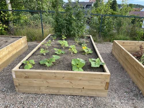 Gresskarplantene kom i jorda like før vi tok sommerferie